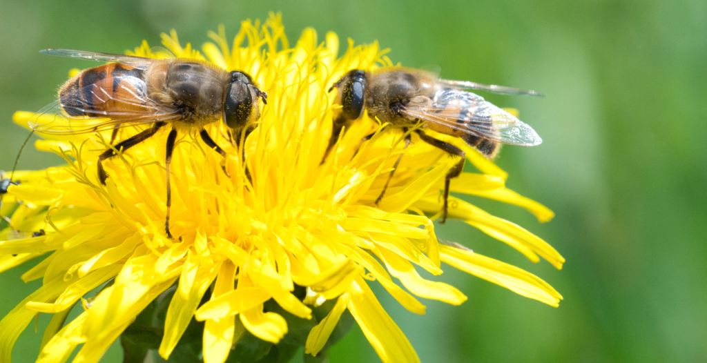 busy bees